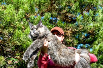 Very big blue maine coon cat in forest on summer spring day.
