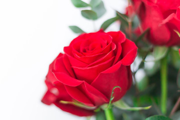 Bouquet red Roses on white background. Valentines and 8 March Mother Women's Day concept