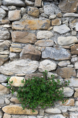 Detail view of an ancient stone wall in the village of Borgo Cervo in liguria Italy. Useful as a background.