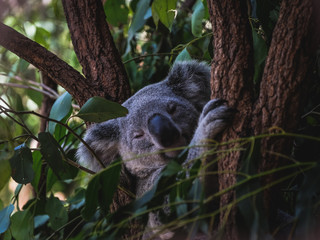 Sleepy