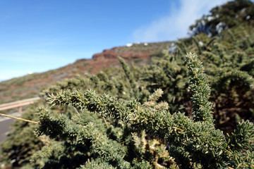 Klebriger Drüsenginster (Adenocarpus viscosus)