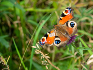 butterfly sitting on purple flower