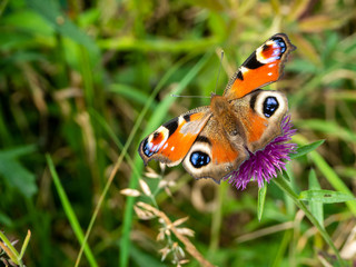Obraz premium butterfly sitting on purple flower