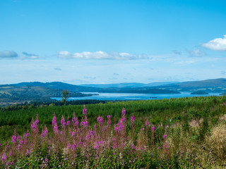 Fototapeta premium blue lake (loch lomond) on a sunny day with flowers and meadow