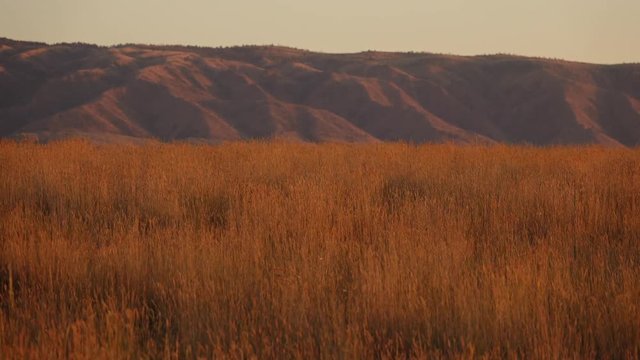 Time-lapsed shot of prairie grass and distant mountains at sunset.