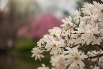 white stellata magnolia flower on a branch in the spring