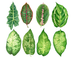 Set green leaves of tropical plants - Calathea, Alocasia sanderiana, Croton variegatum, Maranta, Dieffenbachia. Watercolor hand drawn painting illustration, isolated on a white background. © arxichtu4ki