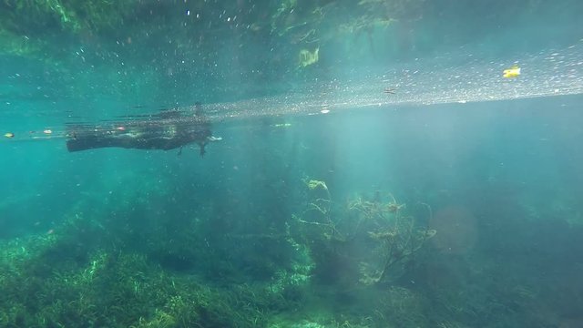 Alligator Underwater in Clear Blue Water