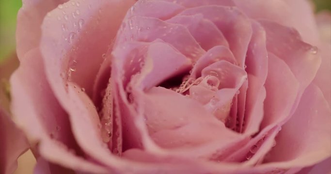 Beautiful water sprayed pink rose.