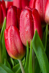 Close-up red tulips