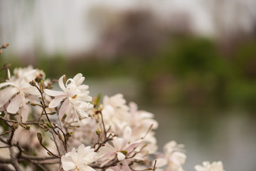 white stellata magnolia flower on a branch in the spring