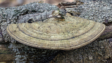 Close-up of Bracket Fungus growing on a fallen branch - approx 100mm wide - NSW, Australia