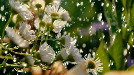 White camomiles are poured with sparkling water on a sunny day in slo-mo
