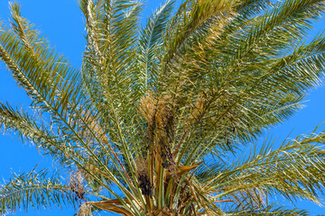 Green date palm tree against the blue sky