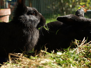 Wise rabbit