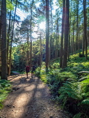 two girls hiking through a beautiful green forest on a sunny day with fern