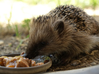 Shy hedgehoge