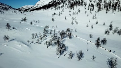 Aerial, static, drone shot, of dogs sledding people in sledges, between snowy mountains and leafless trees, in Norwegian wilderness, on a sunny, winter day, in Norway