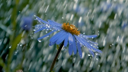 Big blue daisy under the falling drops of water in a garden in summer in slo-mo
