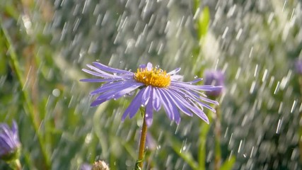 Brilliant blue daisy under sparkling showering streams in a garden in slo-mo