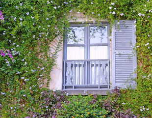 Romantic lavender painted wooden window with shutter and balcony framed with green creepers and flowers in late summer