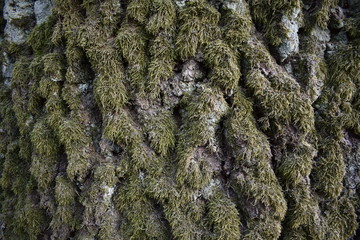  tree bark texture