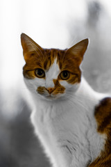 Close up of a tabby cat looking curious