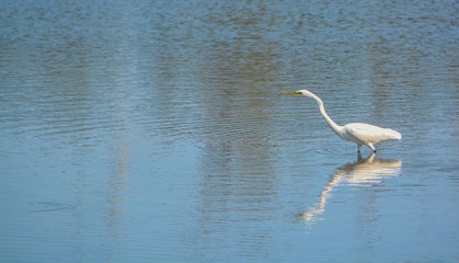 Fototapeta premium Great White Heron at Big Talbot Island State Park, Jacksonville, Duval County Florida USA