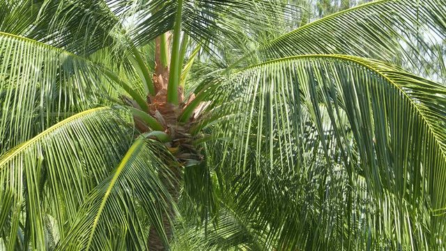 Close up of the green leaves of a palm tree gently moving in the wind on a sunny day.