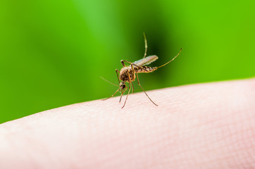 Yellow Fever, Malaria or Zika Virus Infected Mosquito Insect Macro on Green Background