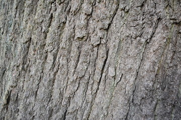 Naklejka premium texture bark