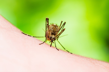 Encephalitis, Yellow Fever, Malaria Disease or Zika Virus Infected Culex Mosquito Parasite Insect Macro on Green Background
