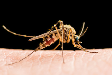 Encephalitis, Yellow Fever, Malaria Disease or Zika Virus Infected Culex Mosquito Parasite Insect Macro Isolated on Black Background