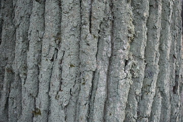 texture bark