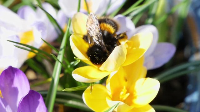 A Bumblebee nestles into the yellow crocus on a bright sunny day