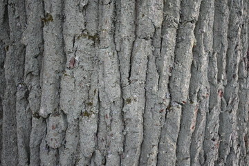 texture bark