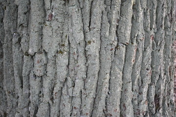texture bark