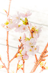 早咲き　山桜 Japanese wild cherry tree