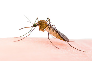 Encephalitis, Yellow Fever, Malaria Disease or Zika Virus Infected Culex Mosquito Parasite Insect Macro Isolated on White Background