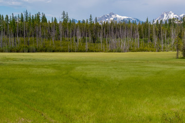 grassy landscape 