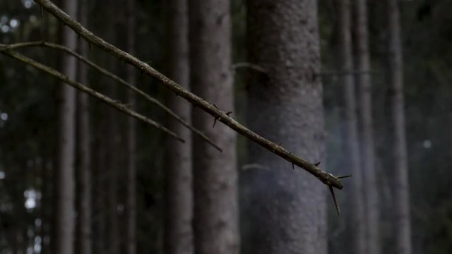Small petards slowmotion explosion on tree branch