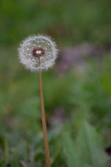 Half Dandelion Green Background with soft green bokeh and soft lighting