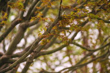 beautiful japanese maple trees in the spring