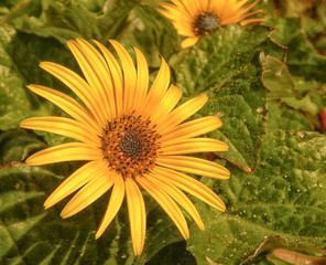 yellow flower with bright sunlight
