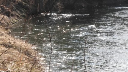 the beginning of spring. wild fast river among the thickets