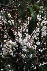 White Cherry Blossom are Blooming in Spring