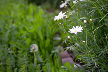 White Flowers and Half Dandelion in Green Garden
