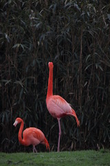 Pink Flamingo standing in the Pond