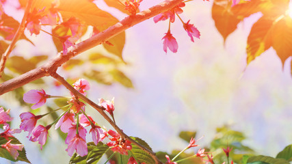 Beautiful floral spring abstract background of nature. Branches of blossoming flower macro soft focus background Easter and spring greeting cards, copy space scenery Spring sunlight pink flowers tree