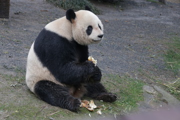 Fototapeta premium Giant Panda Holding Bamboo Biscuit, Chengdu, China